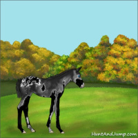 Horse Color:Gray Black Splash Appaloosa