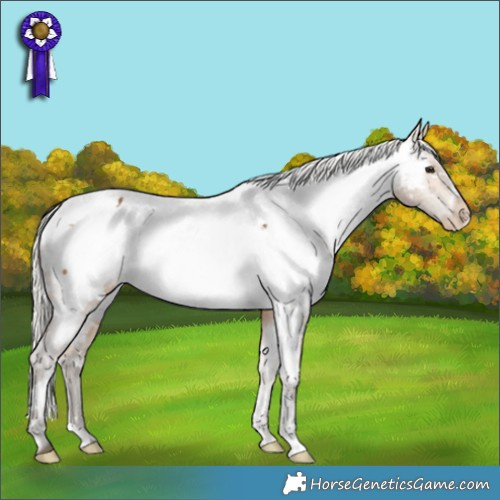 Horse Color:White Spotted Silver Buckskin Appaloosa 