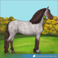 Horse Color:Chocolate Blue Roan 
