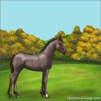 Horse Color:Chocolate Blue Roan 