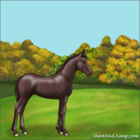 Horse Color:Chocolate Black