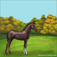 Horse Color:Chocolate Black