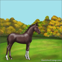 Horse Color:Chocolate Black