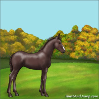 Horse Color:Chocolate Black 