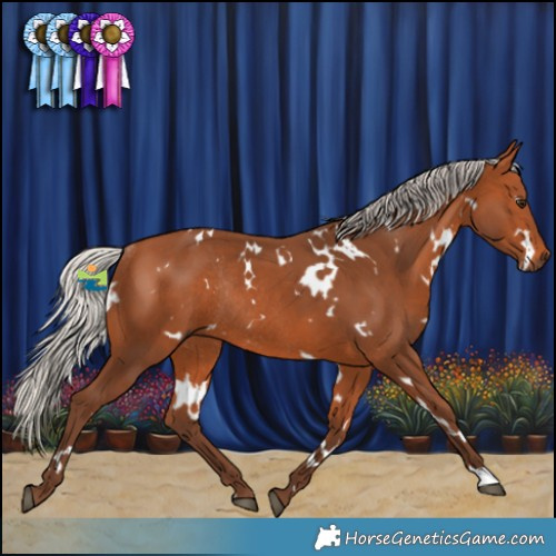 Horse Color:White Spotted Silver Bay Rabicano 