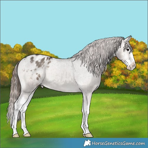 Horse Color:Grullo Onyx Splash Appaloosa 