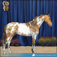 Horse Color:White Spotted Buckskin 