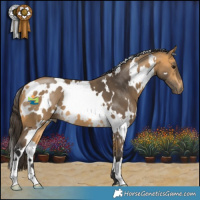 Horse Color:White Spotted Buckskin 