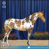 Horse Color:White Spotted Buckskin 