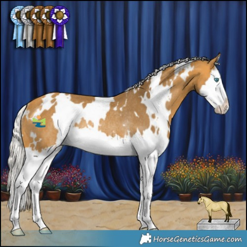 Horse Color:White Spotted Silver Buckskin Splash Rabicano 
