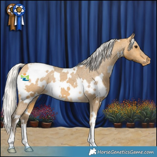 Horse Color:White Spotted Silver Buckskin Appaloosa 