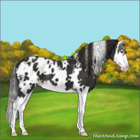 Horse Color:White Spotted Liver Chestnut Splash Appaloosa 