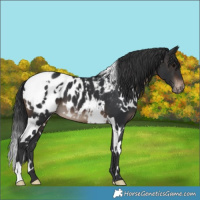 Horse Color:White Spotted Brown Appaloosa 