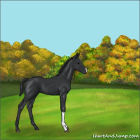 Horse Color:Black 