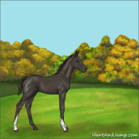 Horse Color:Smoky Black 