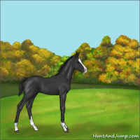 Horse Color:Black Splash 