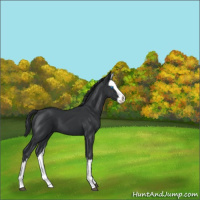 Horse Color:Black Splash 
