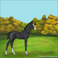 Horse Color:Black Splash