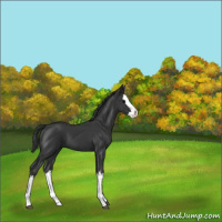 Horse Color:Black Splash 