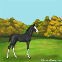 Horse Color:Black Splash