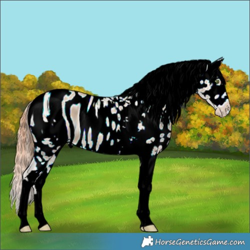 Horse Color:ERROR: UNKNOWN ANOMALY