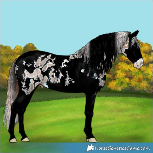 Horse Color:Brown Dun Sabino Splash Tobiano Appaloosa 