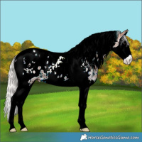 Horse Color:Silver Brown Sabino Splash Tobiano Appaloosa 