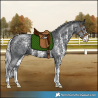 Horse Color:Silver Black Chinchilla Sabino Rabicano 