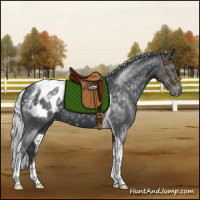 Horse Color:Silver Black Chinchilla Tobiano Appaloosa Rabicano 