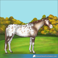 Horse Color:White Spotted Liver Red Onyx Appaloosa 