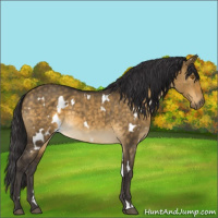 Horse Color:White Spotted Buckskin Dun 