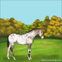 Horse Color:Liver Red Dun Onyx Appaloosa 