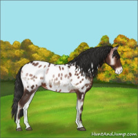 Horse Color:Liver Red Onyx Appaloosa 