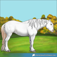 Horse Color:White Spotted Chestnut Ice Splash 