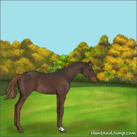 Horse Color:Liver Chestnut 
