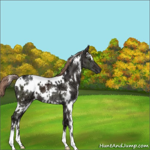 Horse Color:White Spotted Liver Chestnut Ice 