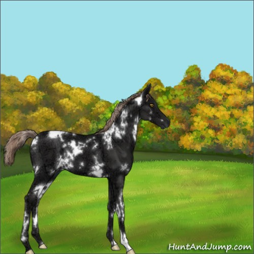 Horse Color:White Spotted Liver Chestnut Ice 