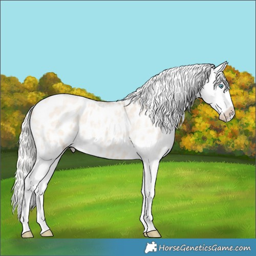 Horse Color:Silver Amber Champagne Roan Dun Splash Appaloosa 