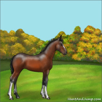 Horse Color:Brown 