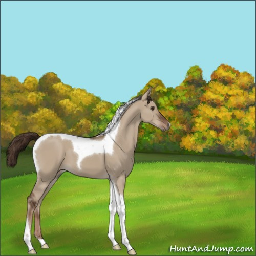 Horse Color:Liver Red Dun Tobiano 