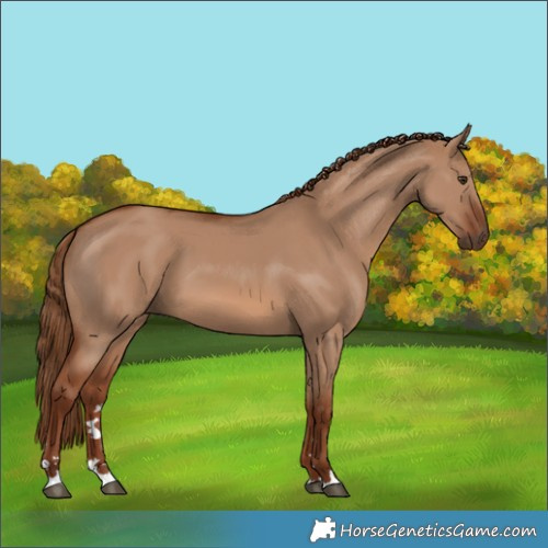 Horse Color:Red Dun 