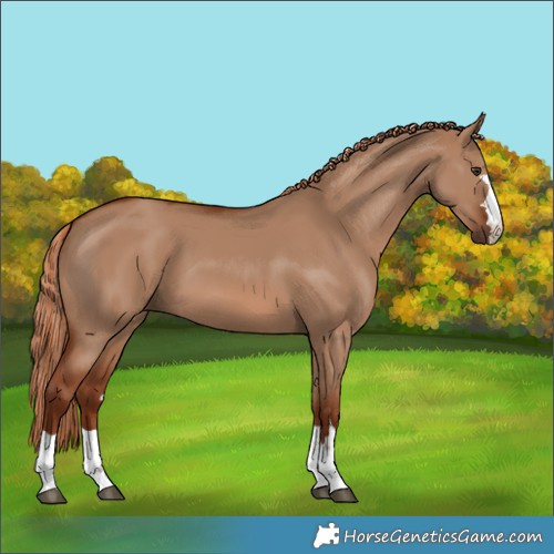 Horse Color:Red Dun 