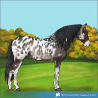 Horse Color:White Spotted Blue Onyx Blanket 