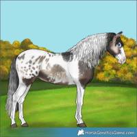 Horse Color:Blue Onyx Splash Tobiano Blanket 