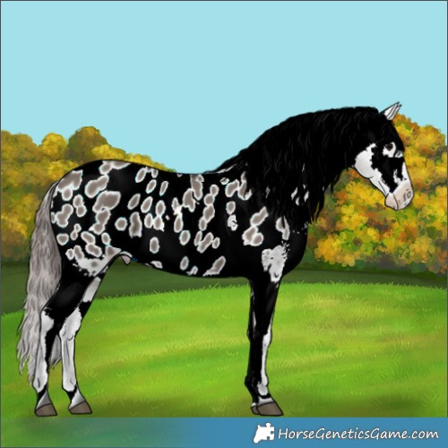 Horse Color:Grullo Appaloosa 