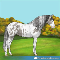 Horse Color:Grullo Sabino Splash Tobiano Near Leopard 