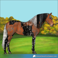Horse Color:Grullo Splash Tobiano and Void Silver Bay Tobiano