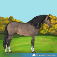Horse Color:Brown Dun Sabino 