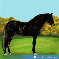 Horse Color:Sable Champagne Dun Tobiano Appaloosa and Void Bay Tobiano Appaloosa