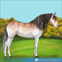 Horse Color:White Spotted Bay Onyx Splash 